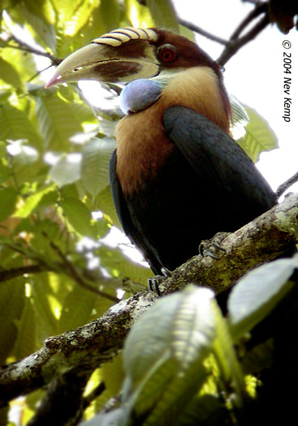 Pretty Sumba hornbill