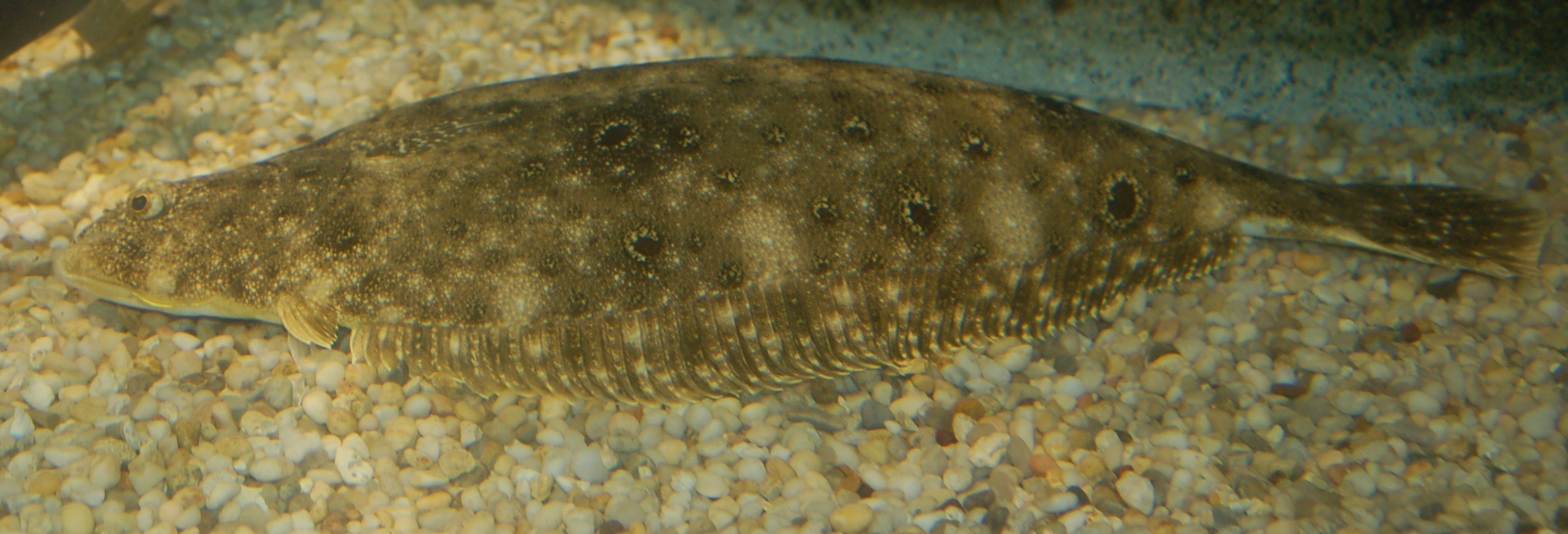Pretty Summer flounder