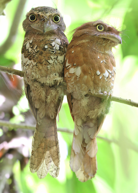 Sunda frogmouth