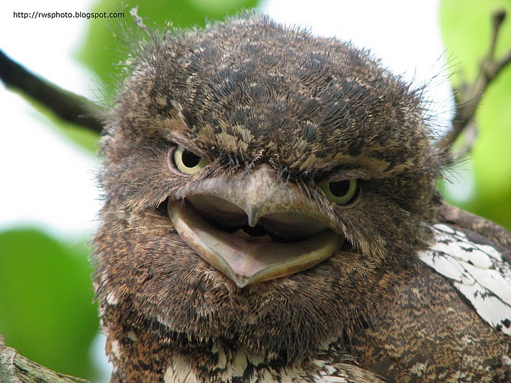 Pretty Sunda frogmouth