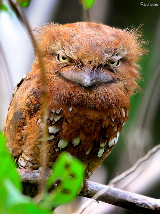 Pretty Sunda frogmouth