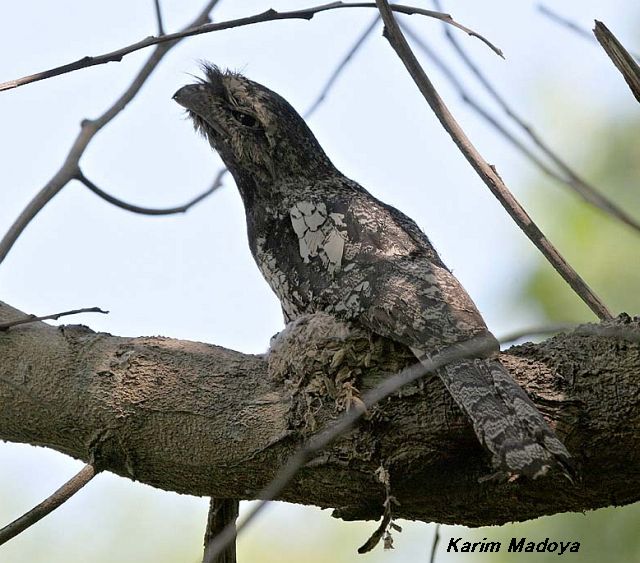 Pretty Sunda frogmouth