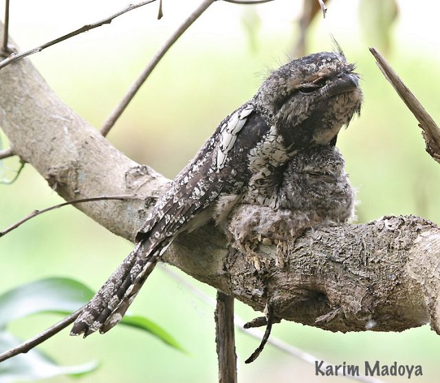 Pretty Sunda frogmouth