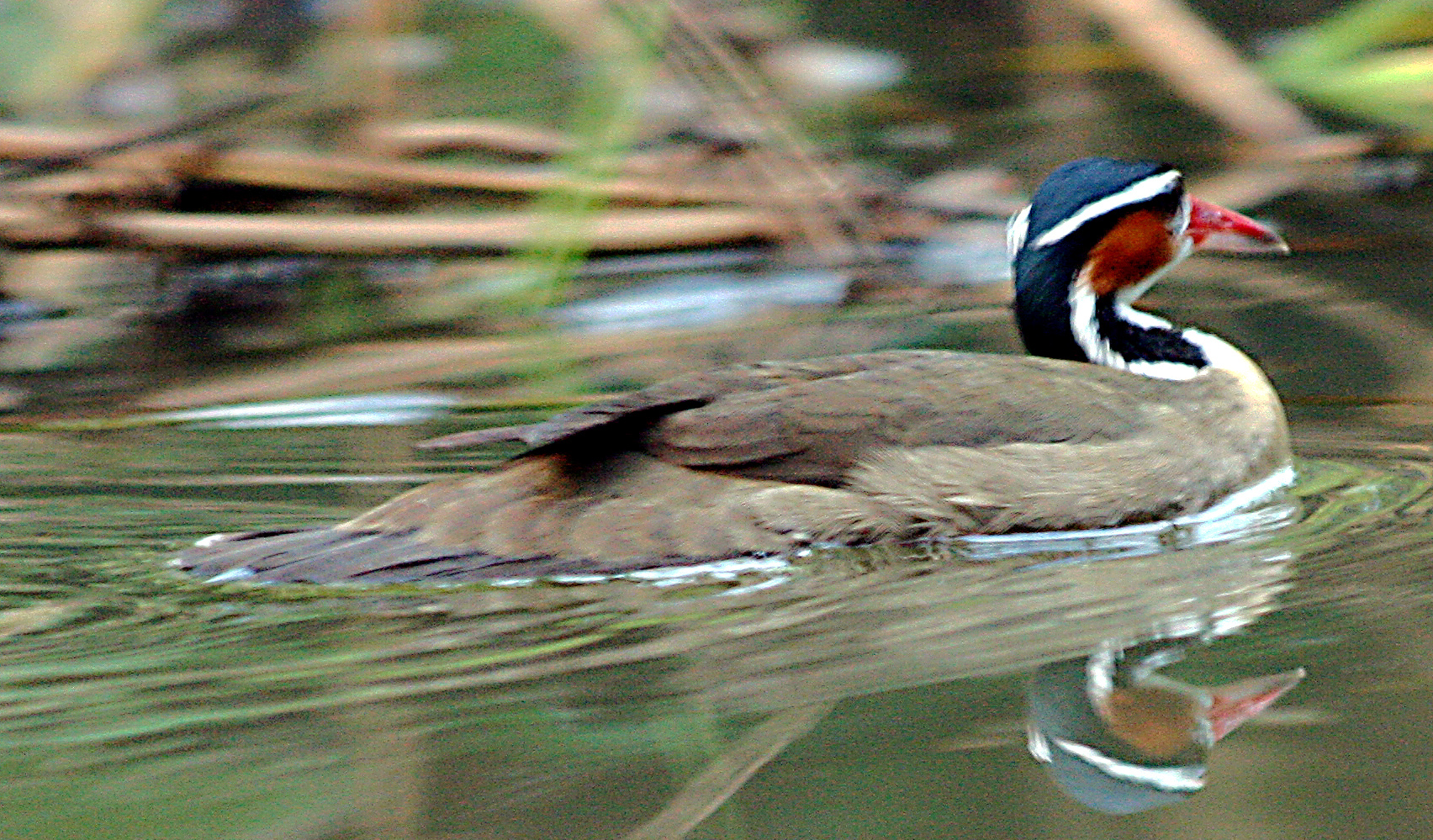 Pretty Sungrebe