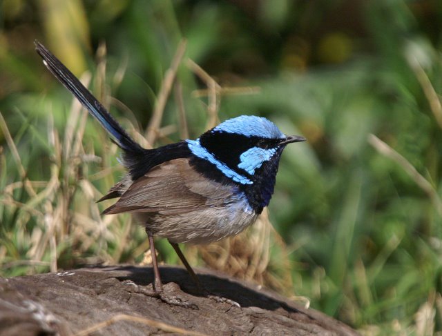 Superb fairy-wren