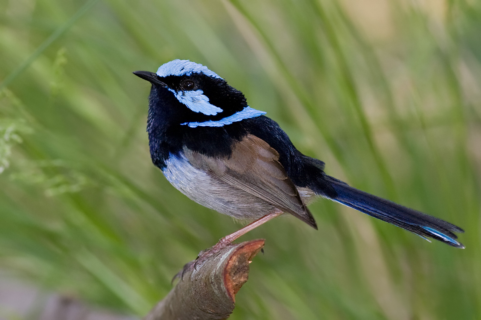 Pretty Superb fairy-wren