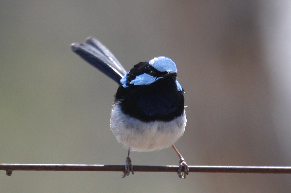 Pretty Superb fairy-wren