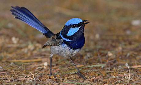 Pretty Superb fairy-wren