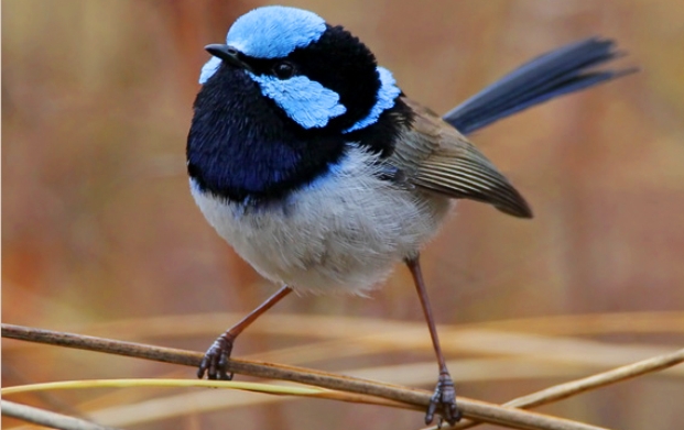Pretty Superb fairy-wren
