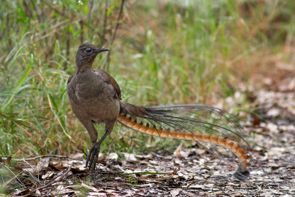 Superb lyrebird