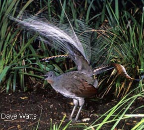 Pretty Superb lyrebird