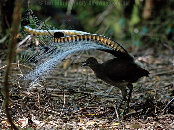 Pretty Superb lyrebird