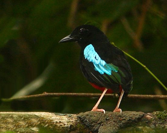 Superb pitta