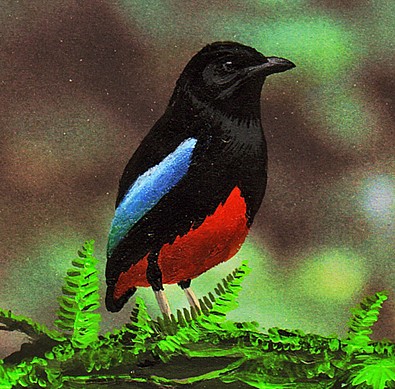 Pretty Superb pitta