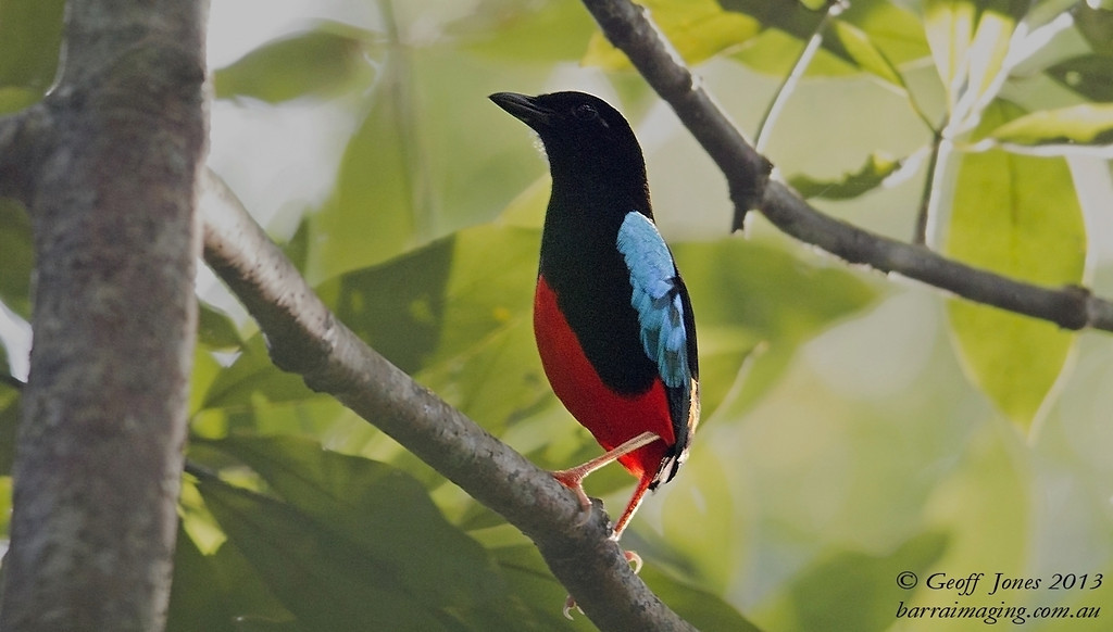 Pretty Superb pitta