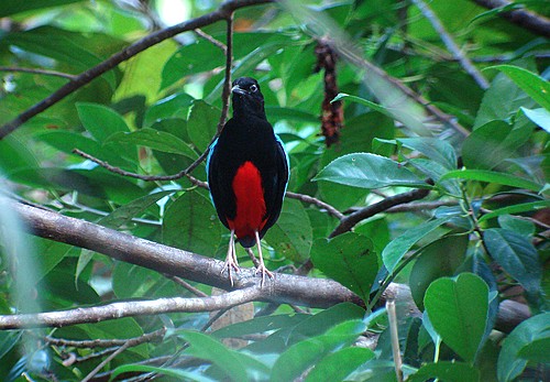 Pretty Superb pitta