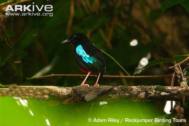 Pretty Superb pitta