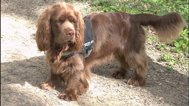Pretty Sussex Spaniel - Dog Breed