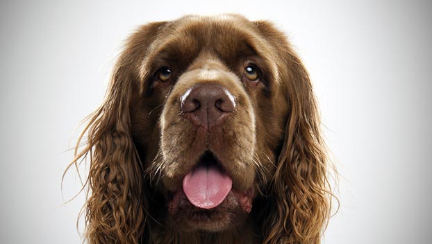 Sussex Spaniel - Dog Breed photo 