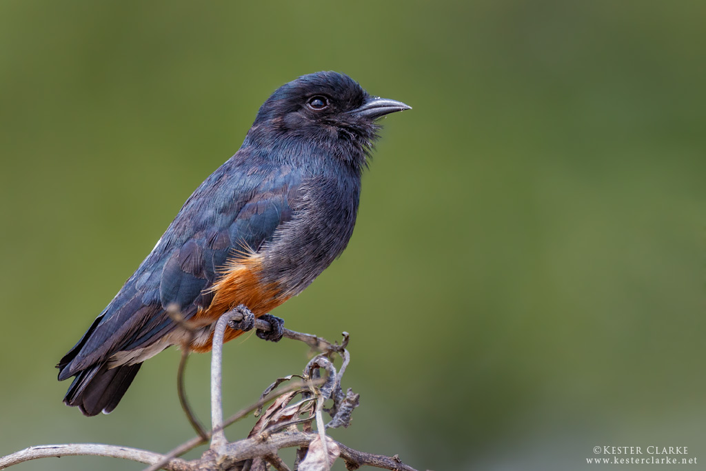 Swallow-winged puffbird