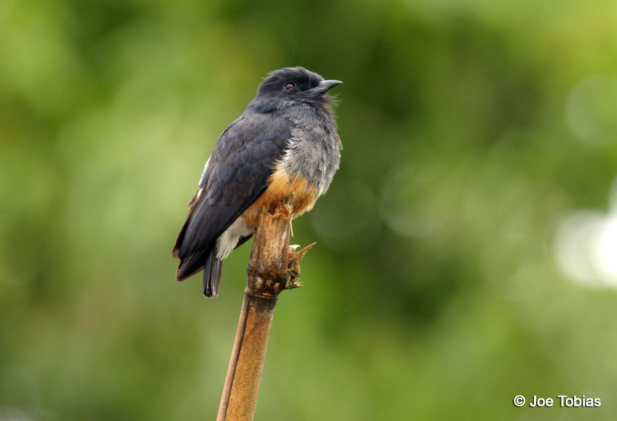 Pretty Swallow-winged puffbird