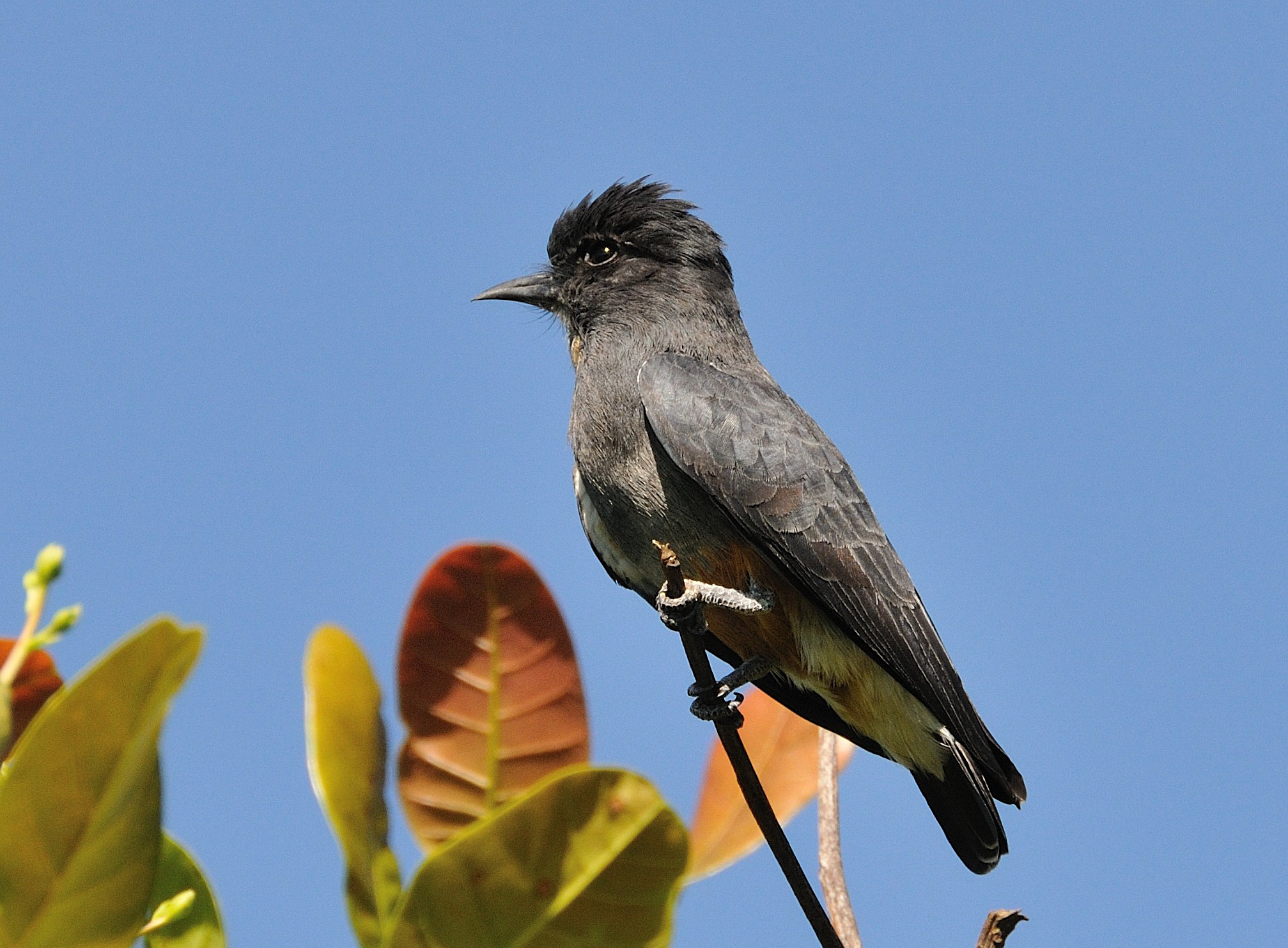 Pretty Swallow-winged puffbird