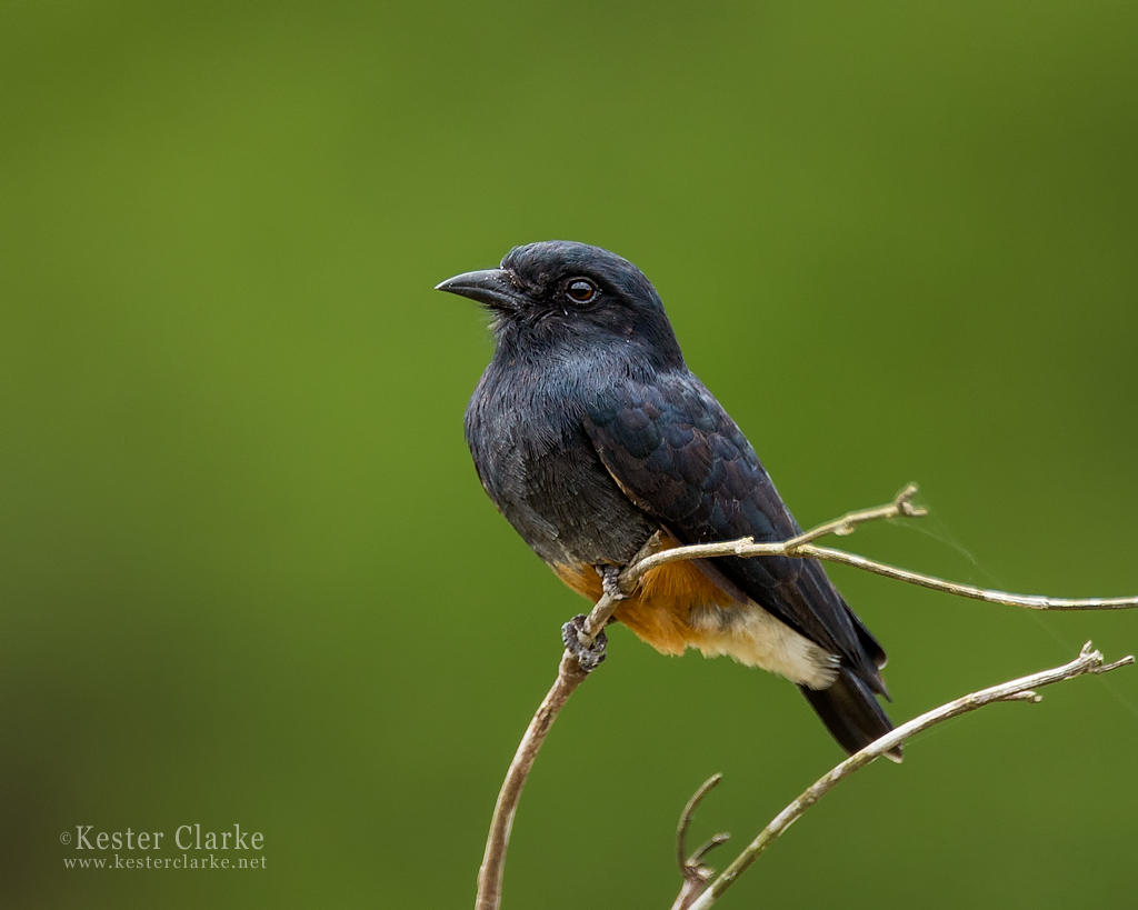 Pretty Swallow-winged puffbird