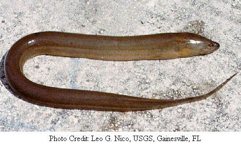 Pretty Swamp eel