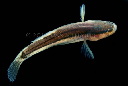 Swampfish