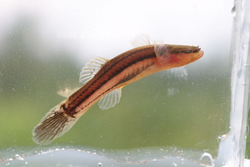 Pretty Swampfish
