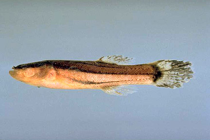 Pretty Swampfish