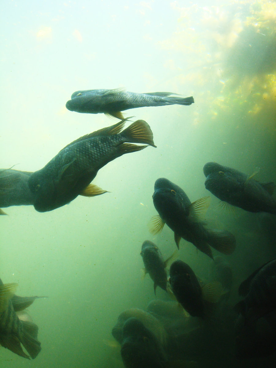 Pretty Swampfish