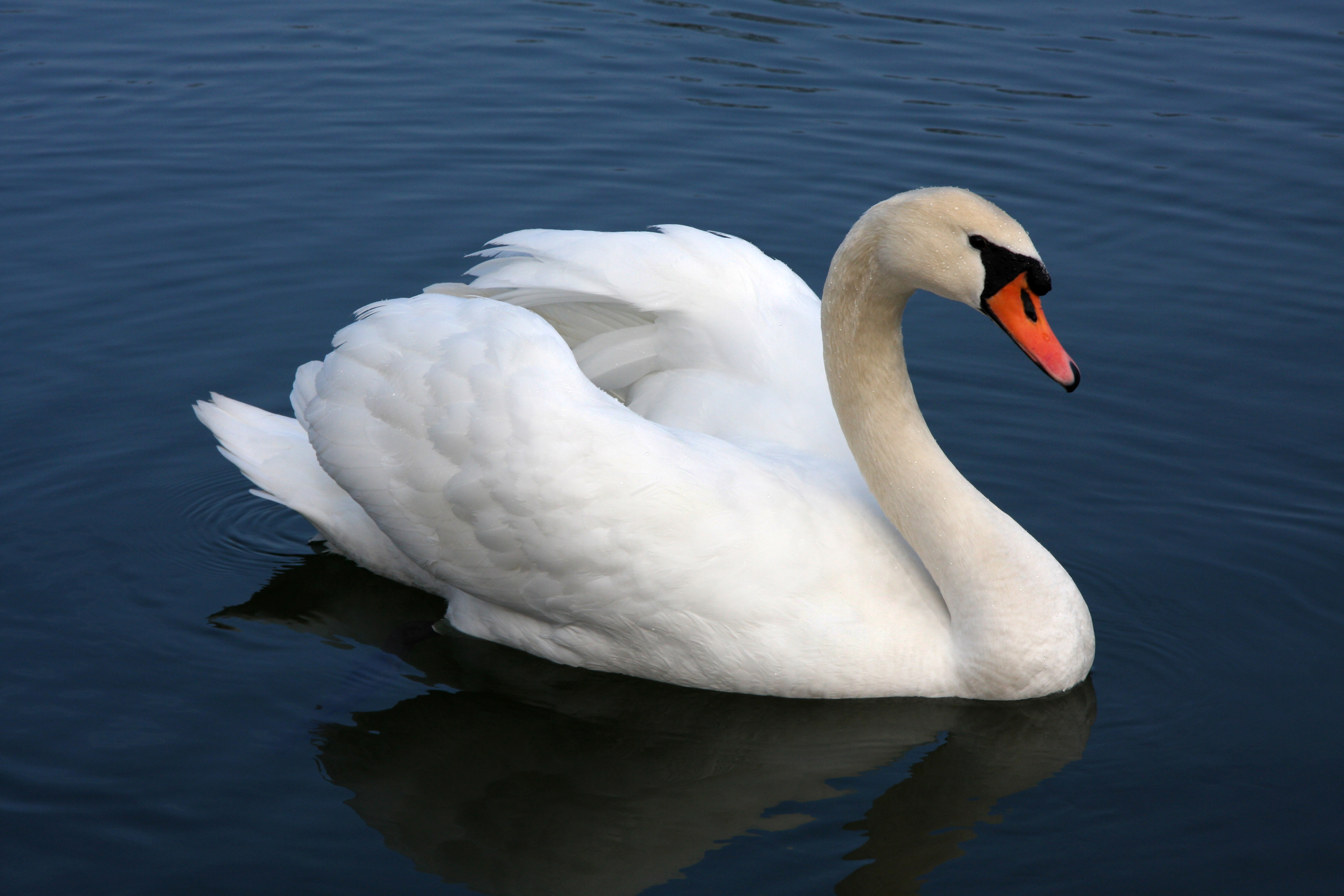 Nice Swan