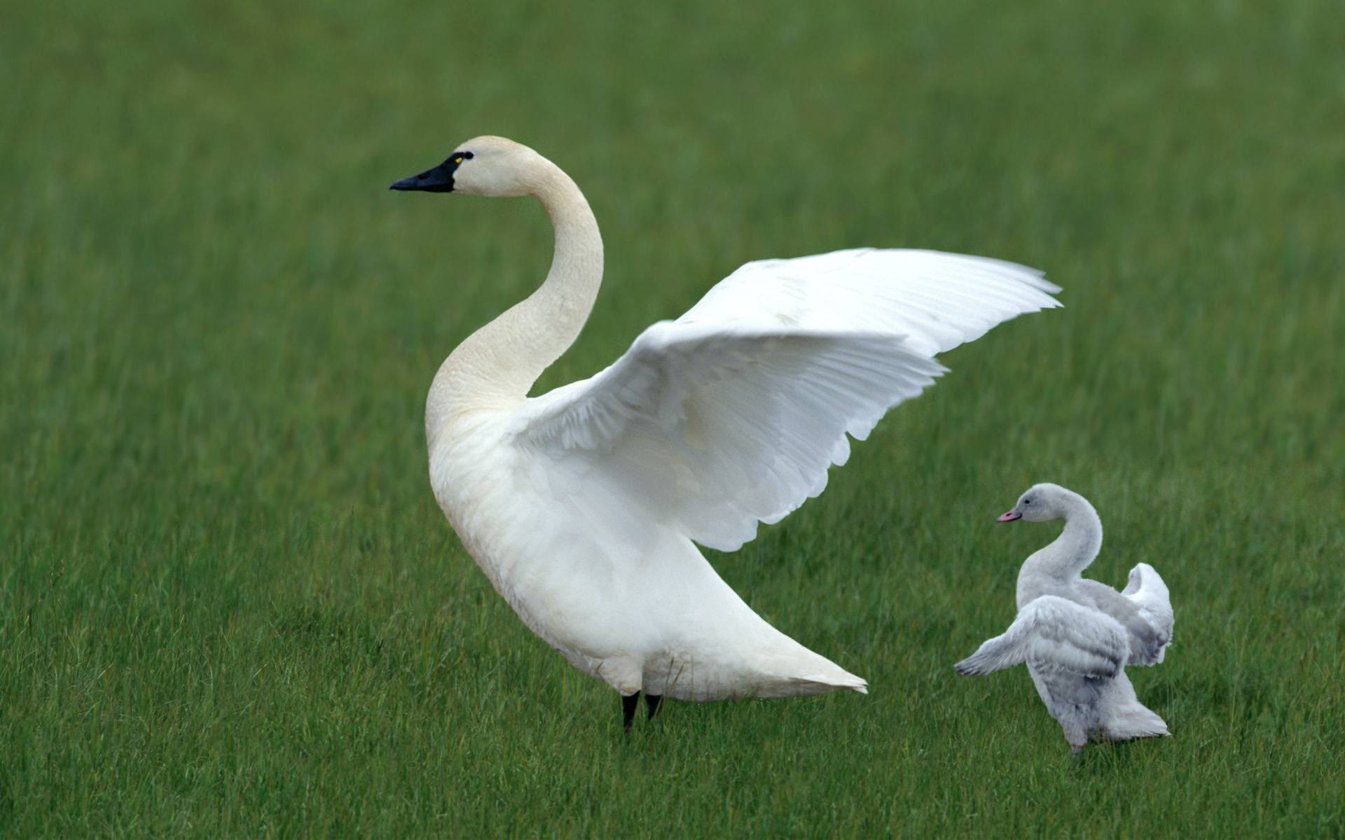 Cool Swan