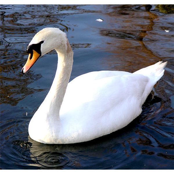 Wallpaper Swan