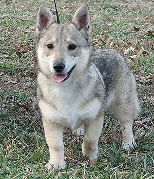 Nice Swedish Vallhund - Dog Breed