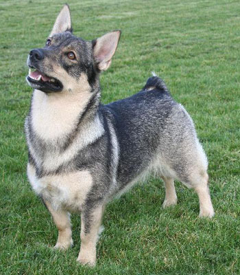 Cute Swedish Vallhund - Dog Breed