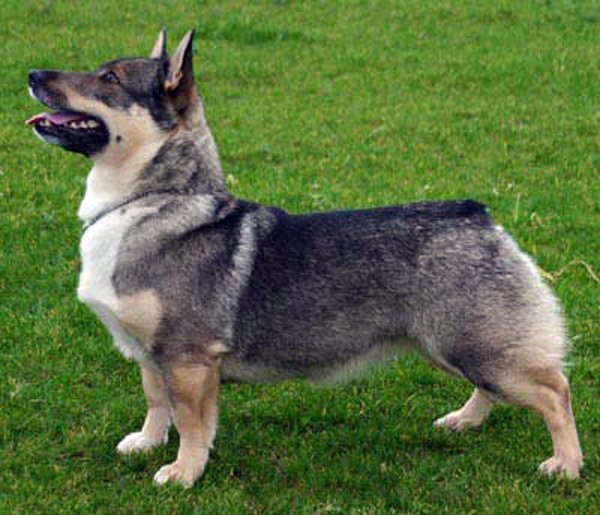 Wallpaper Swedish Vallhund - Dog Breed