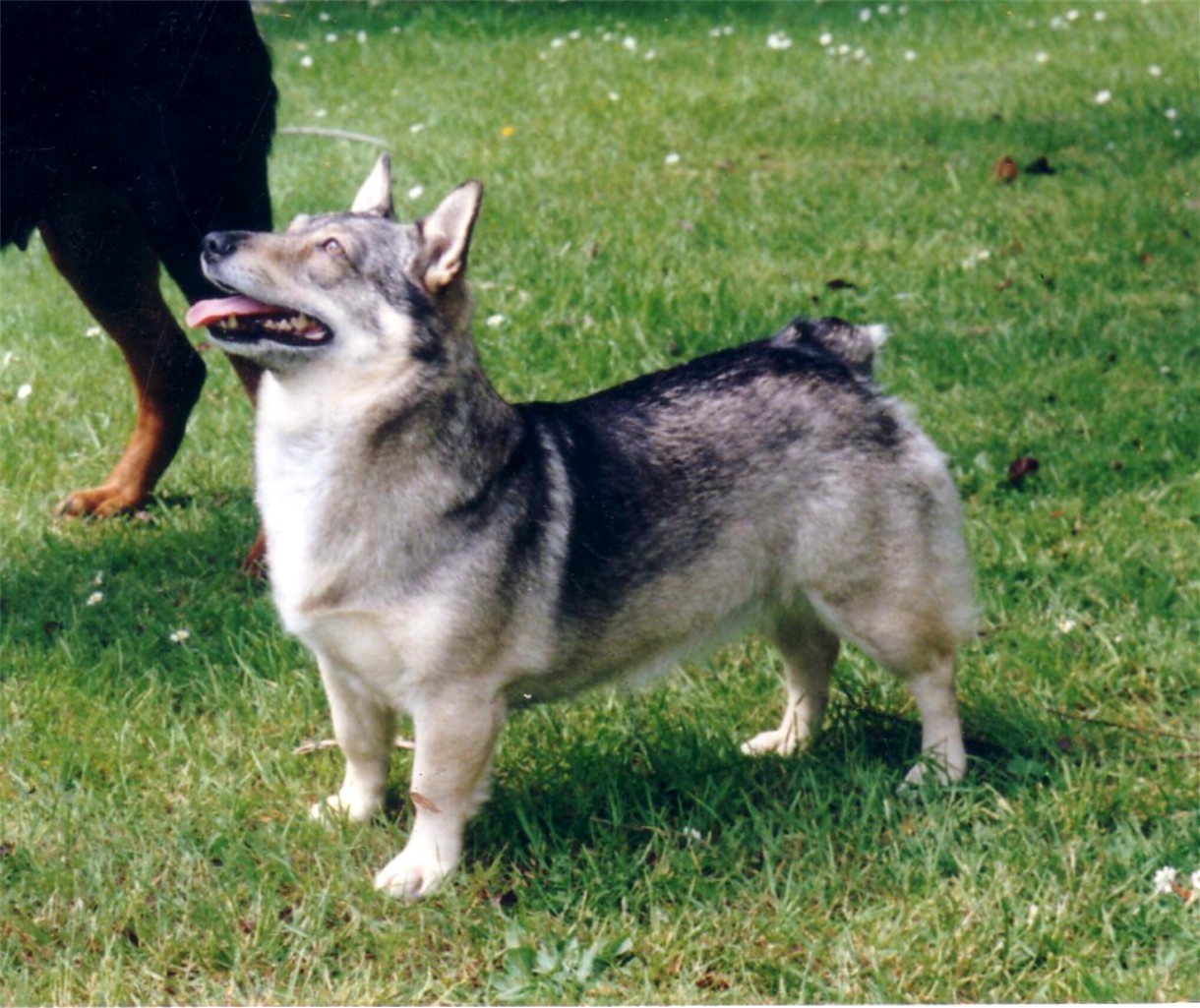 Swedish Vallhund - Dog Breed wallpaper