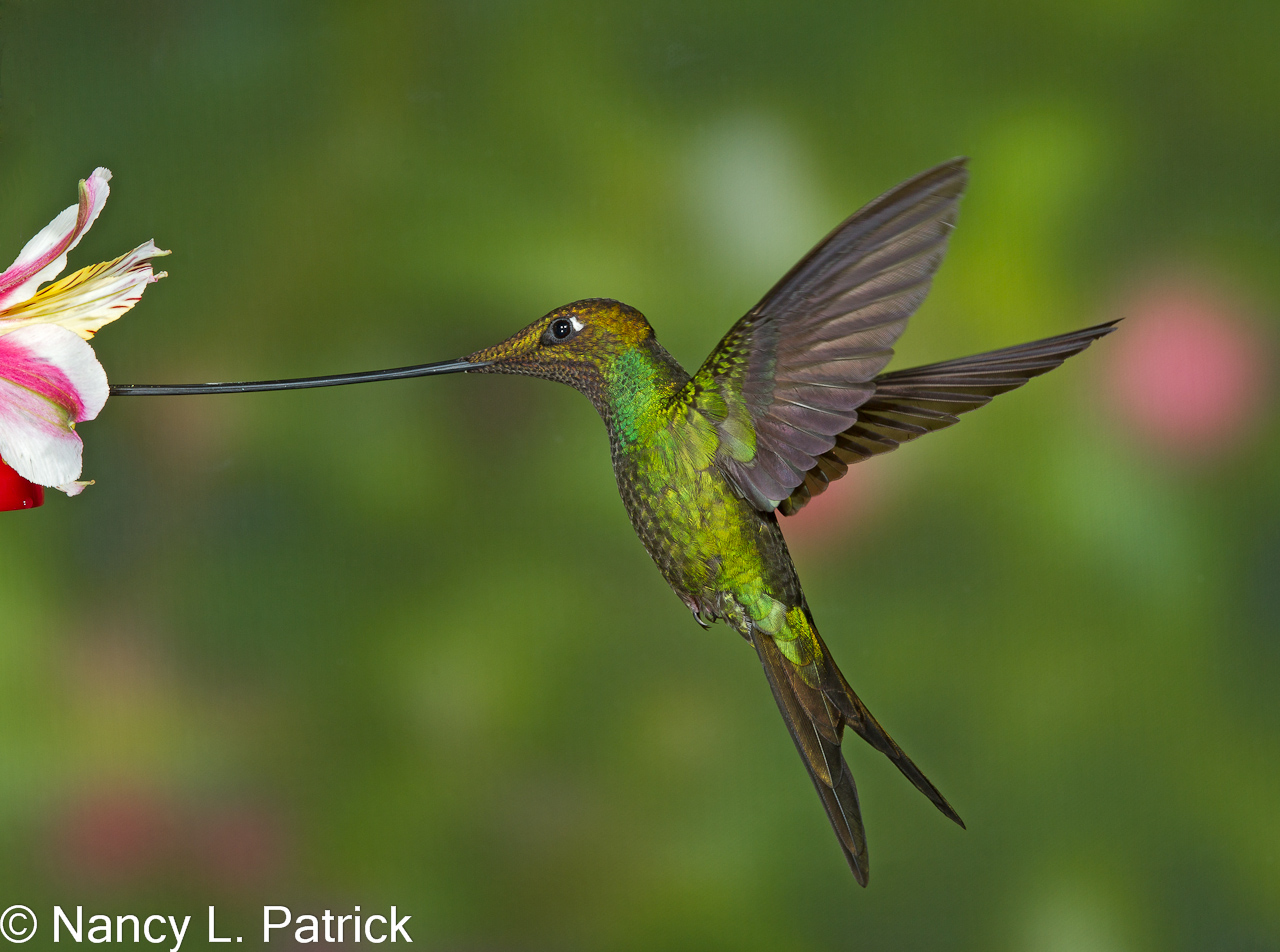 Sword-billed hummingbird