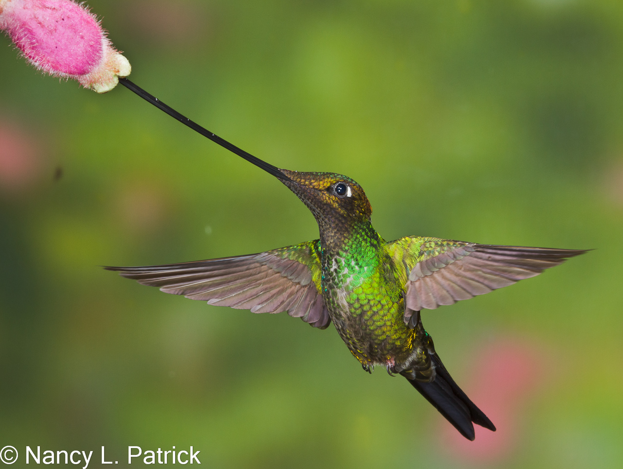 Pretty Sword-billed hummingbird