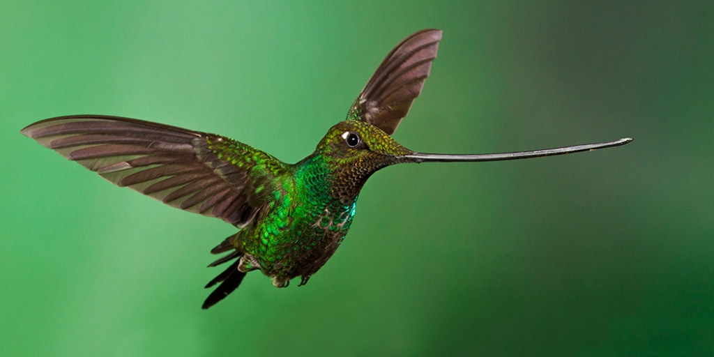 Pretty Sword-billed hummingbird