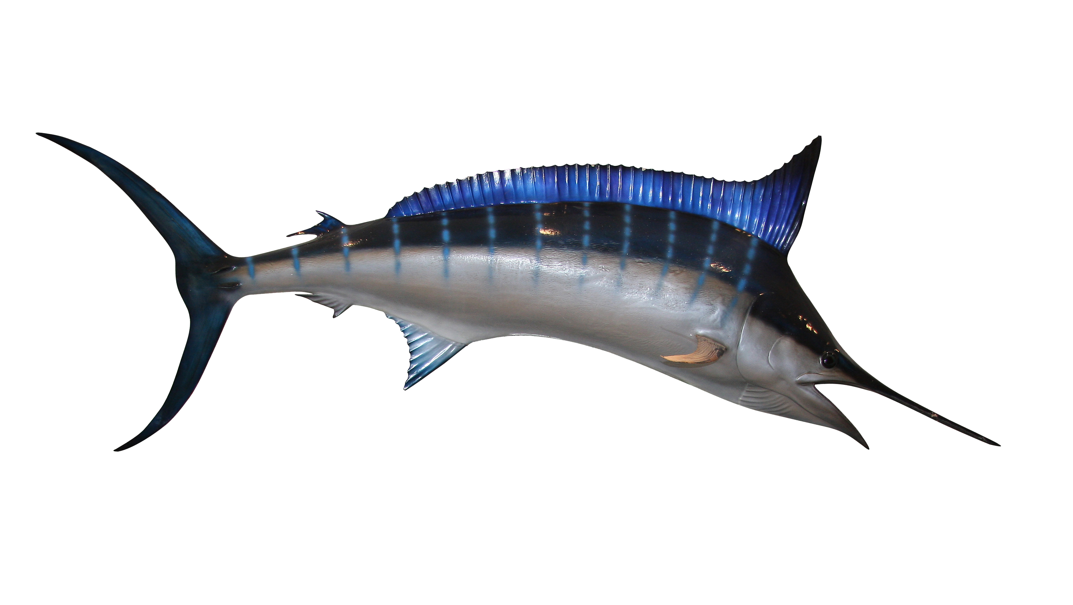 Swordfish