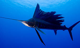 Pretty Swordfish