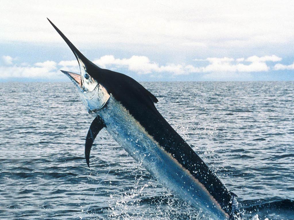 Pretty Swordfish