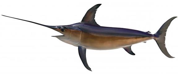 Pretty Swordfish
