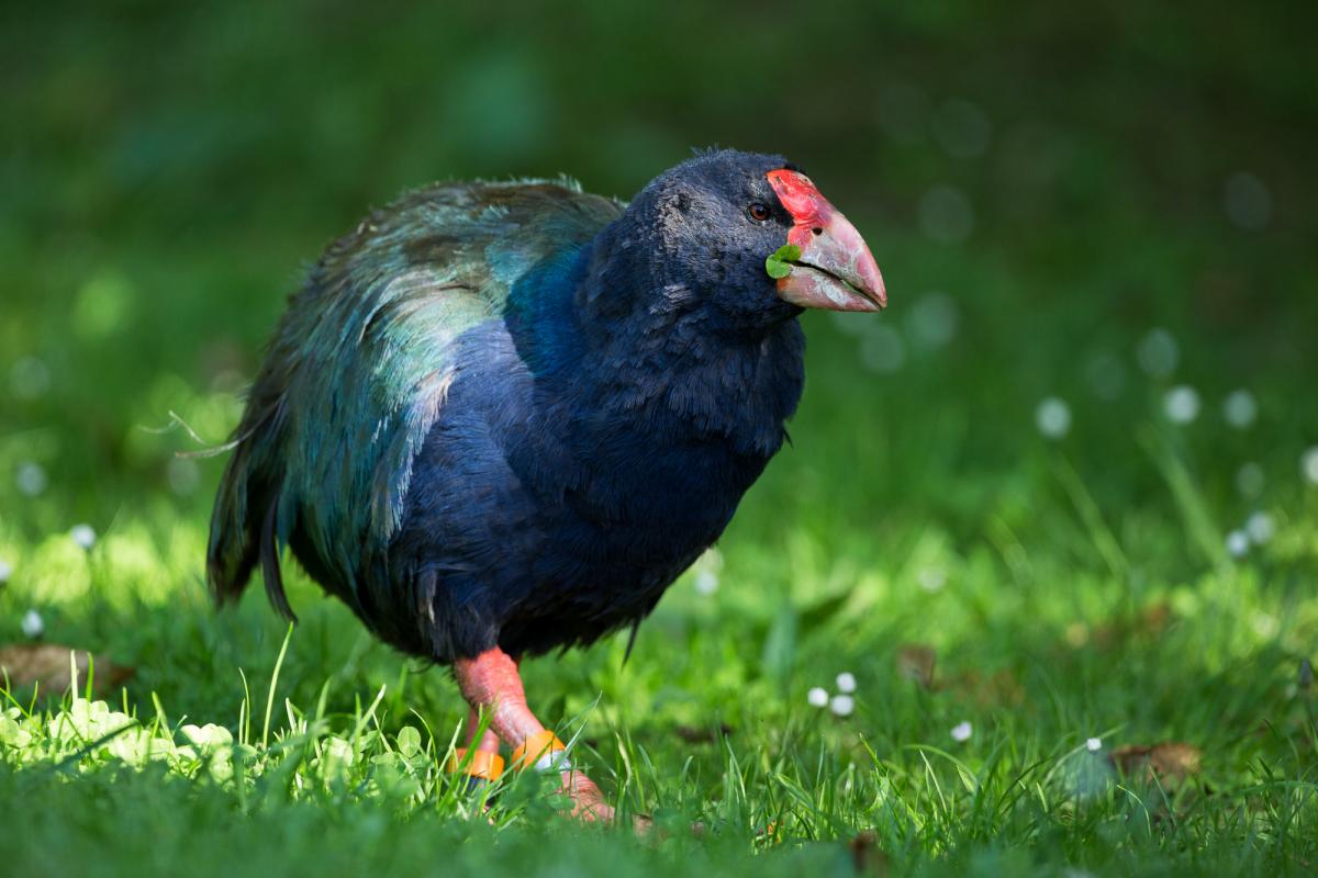 Pretty Takahe