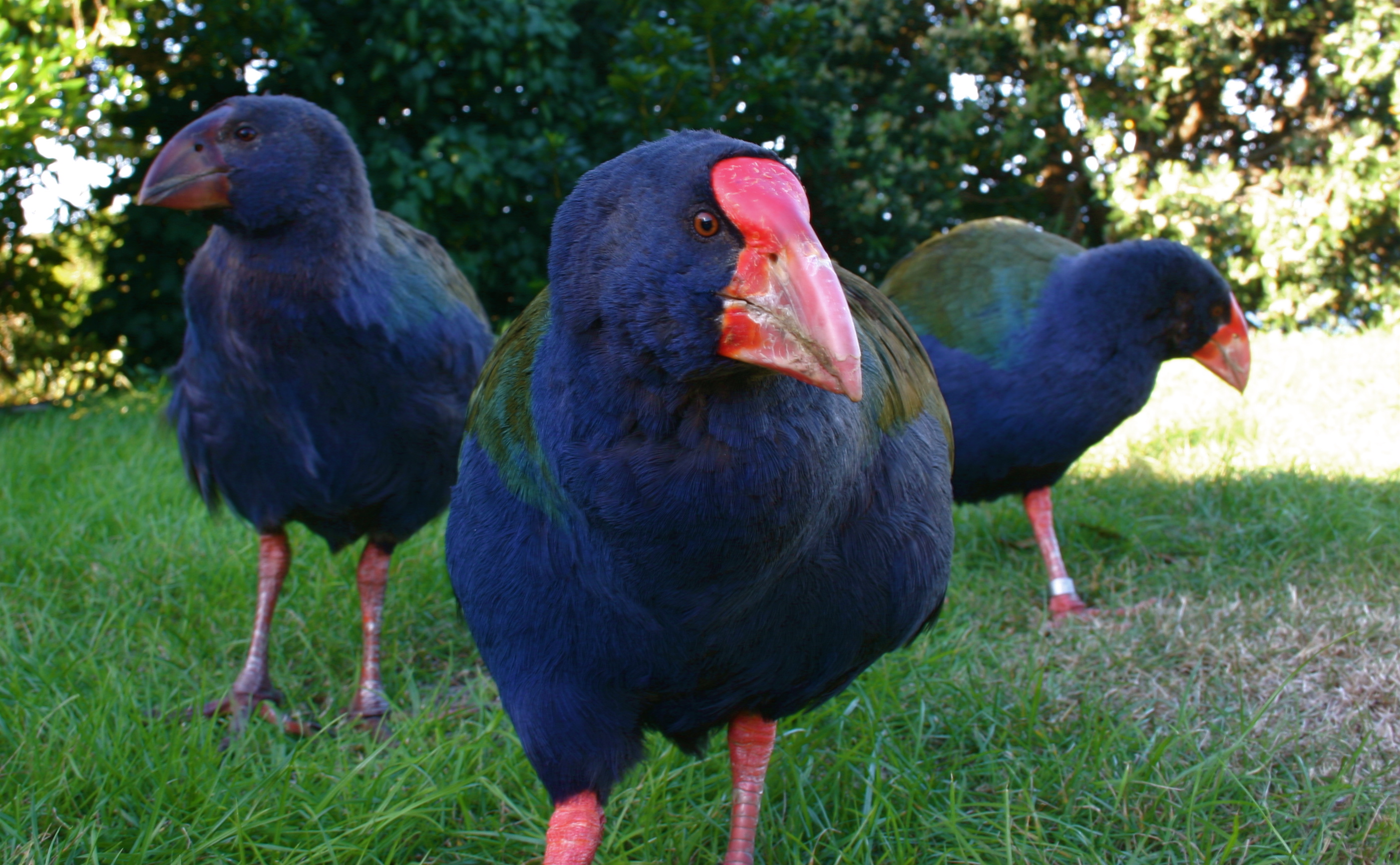 Pretty Takahe