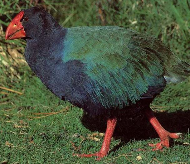 Pretty Takahe