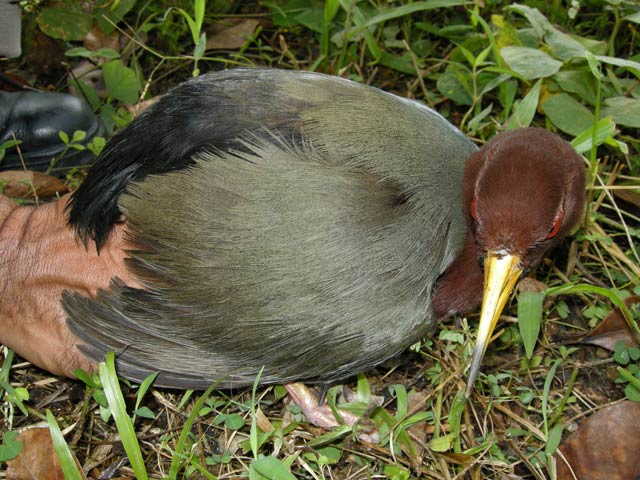 Pretty Talaud rail